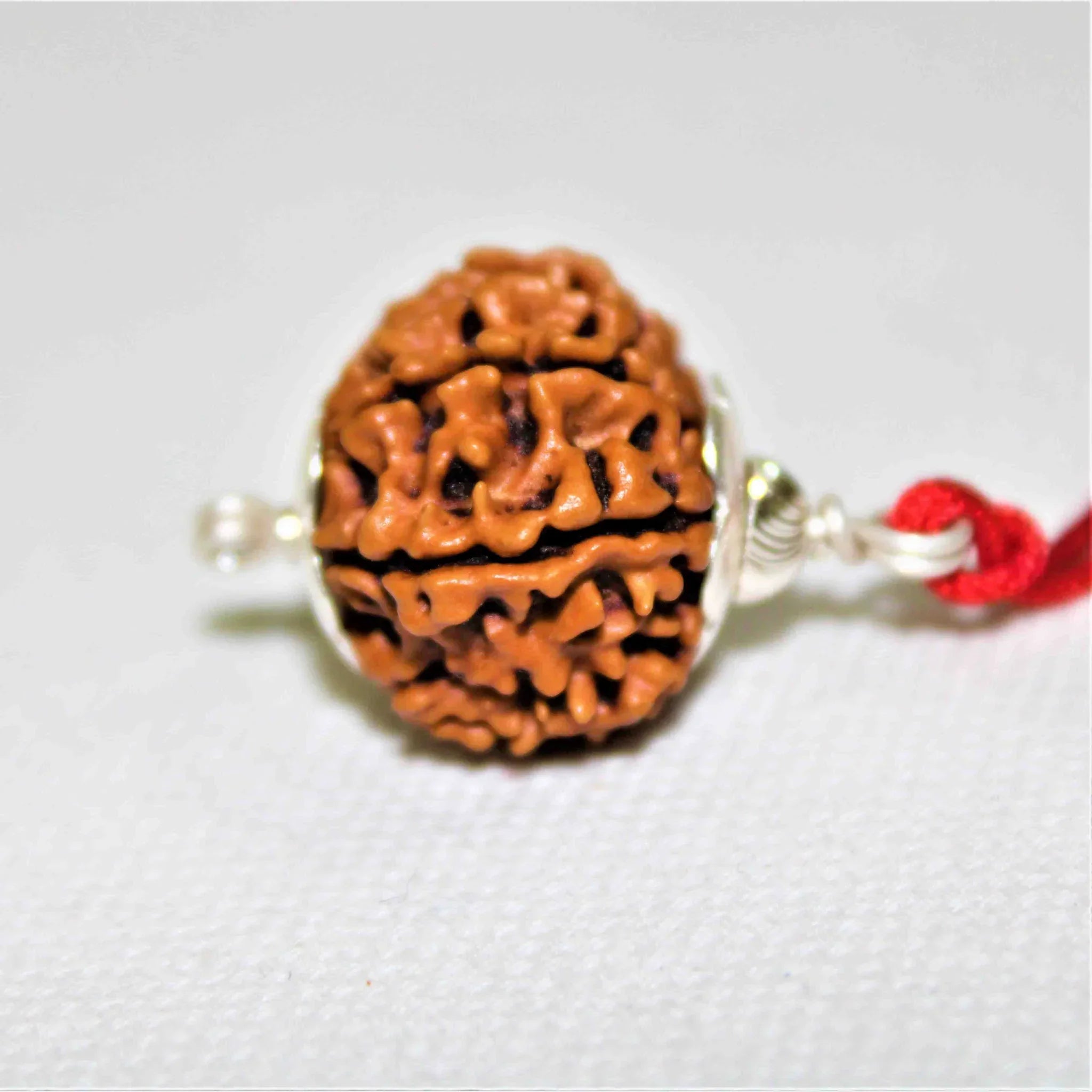 Natural 10 Mukhi/Face Rudraksha (Nepal Origin)