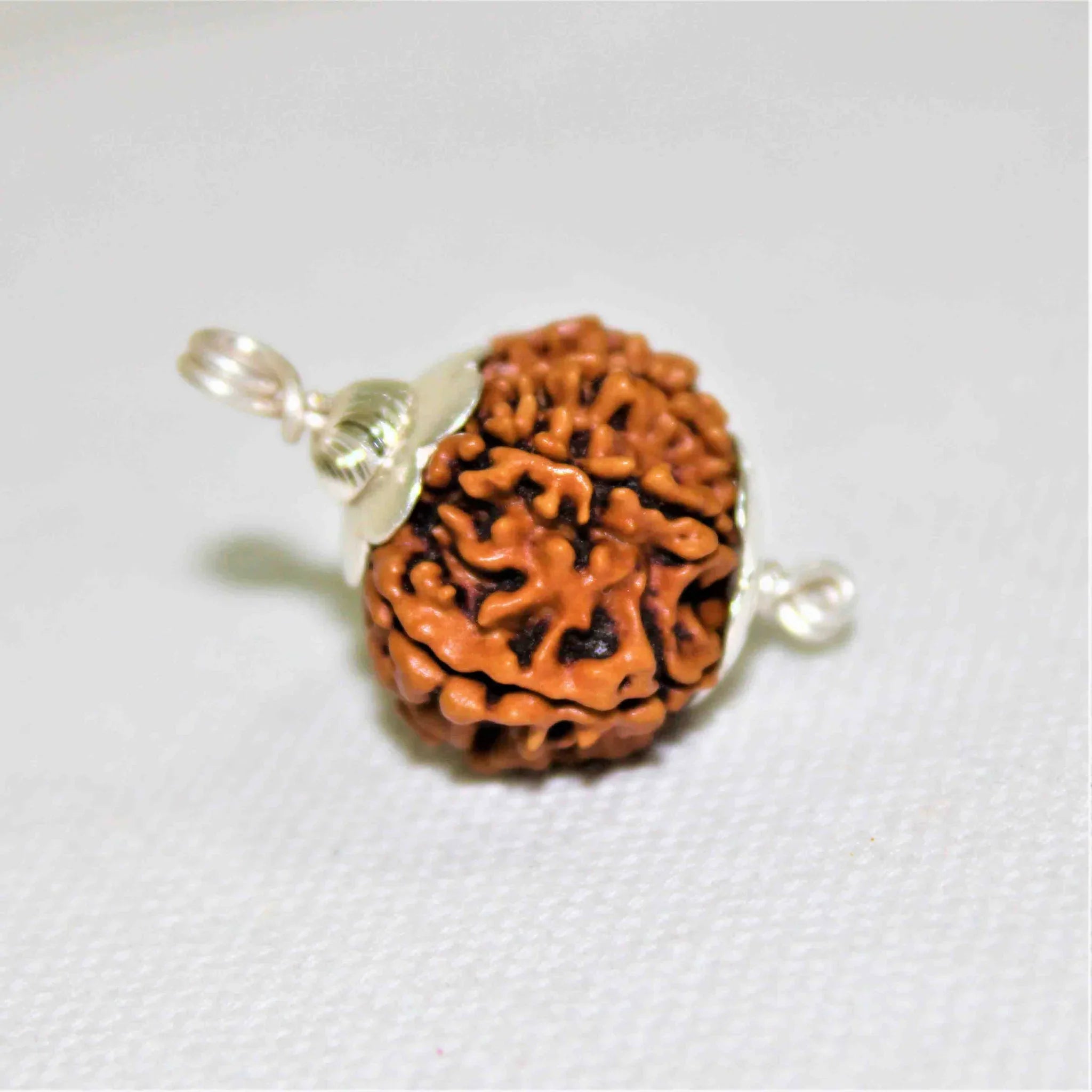 Natural 10 Mukhi/Face Rudraksha (Nepal Origin)