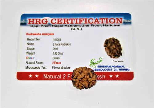 Natural 2 Mukhi Rudraksha (Himalaya origin)