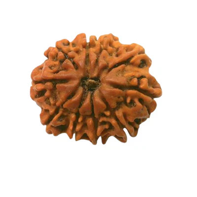 Natural 10 Mukhi/Face Rudraksha (Nepal Origin)