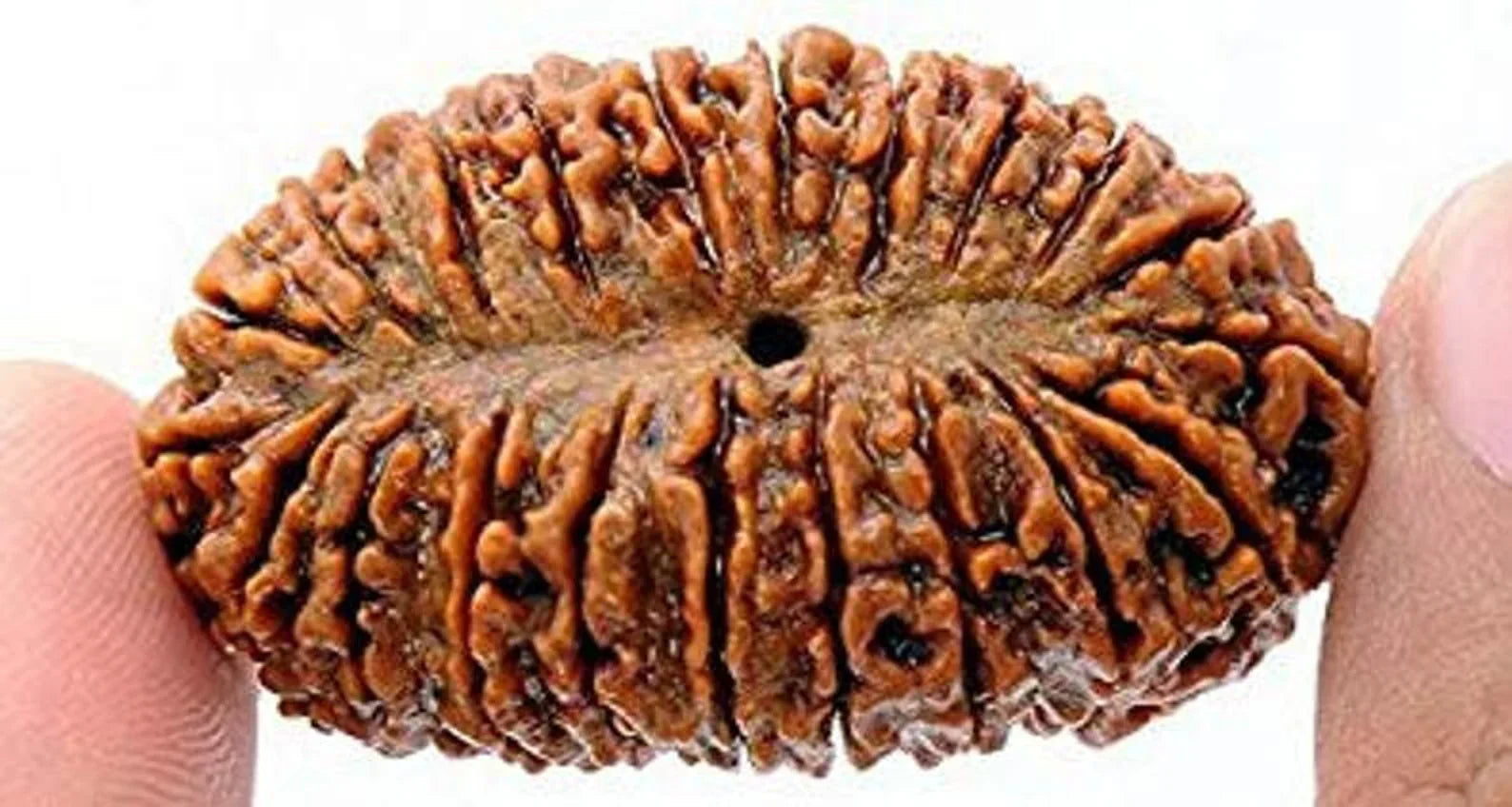 21 Mukhi Rudraksha Sacred Bead Rare- Certified A++ --IGL Lab Certified with Authentic certificate