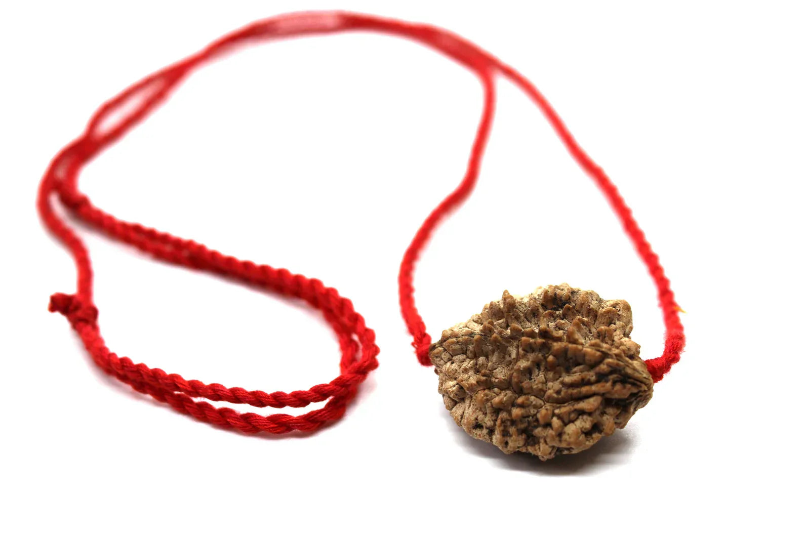 2 Mukhi Nepalese Rudraksha