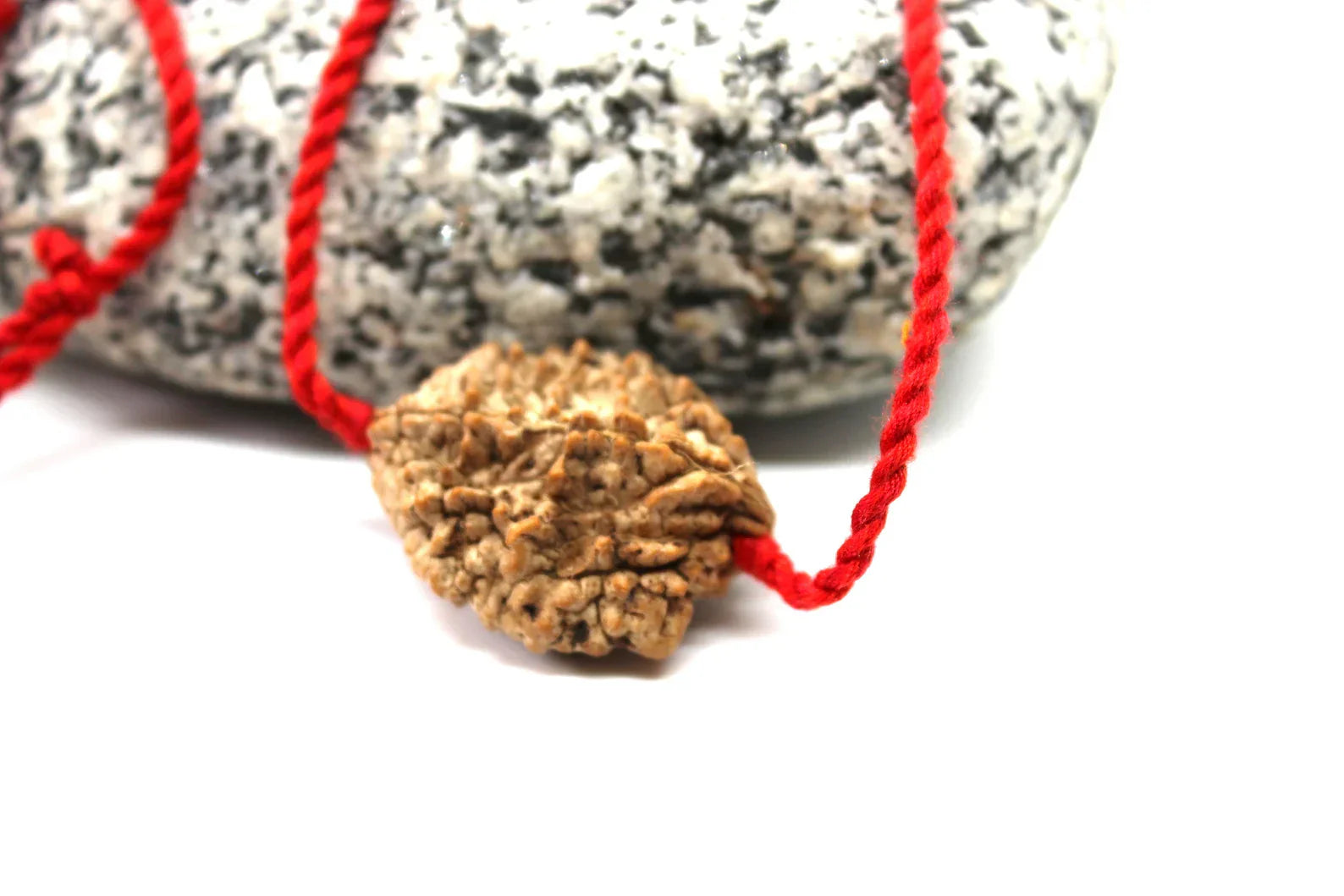 2 Mukhi Nepalese Rudraksha