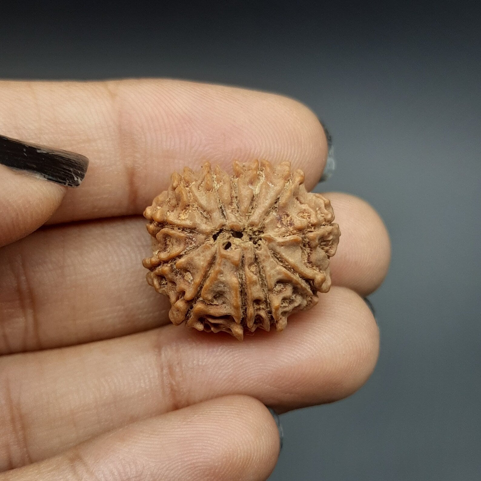 12 Mukhi / Twelve Face Nepal Rudraksha lab Certified 21-23mm