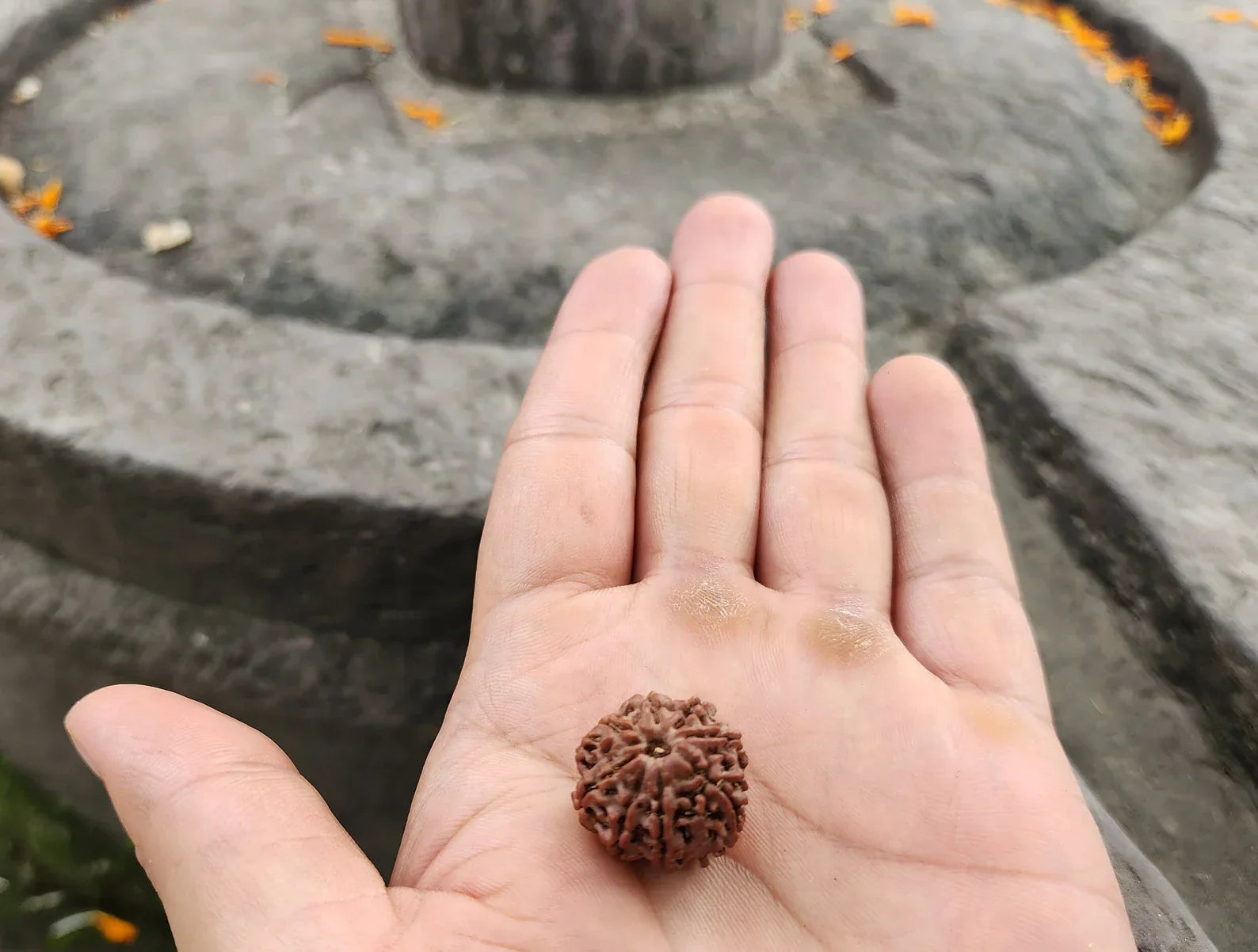 Nepali 8 Mukhi Rudraksha Bead-Lab Certified With Adjustable Cord, Rudraksha Seed, 8 Mukhi Rudraksha, Eight Face Rudraksh Nepal Bead