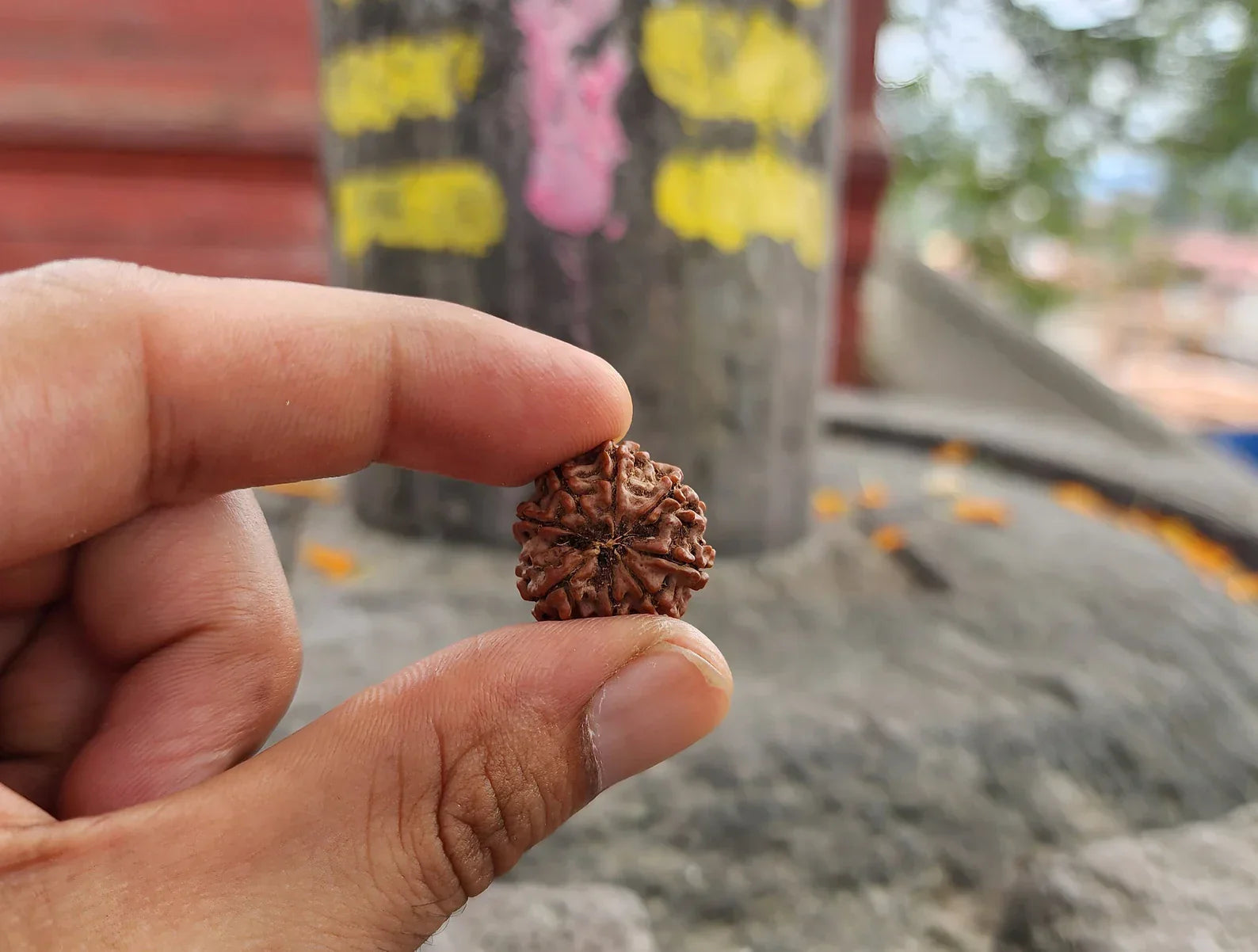 Nepali 8 Mukhi Rudraksha Bead-Lab Certified With Adjustable Cord, Rudraksha Seed, 8 Mukhi Rudraksha, Eight Face Rudraksh Nepal Bead