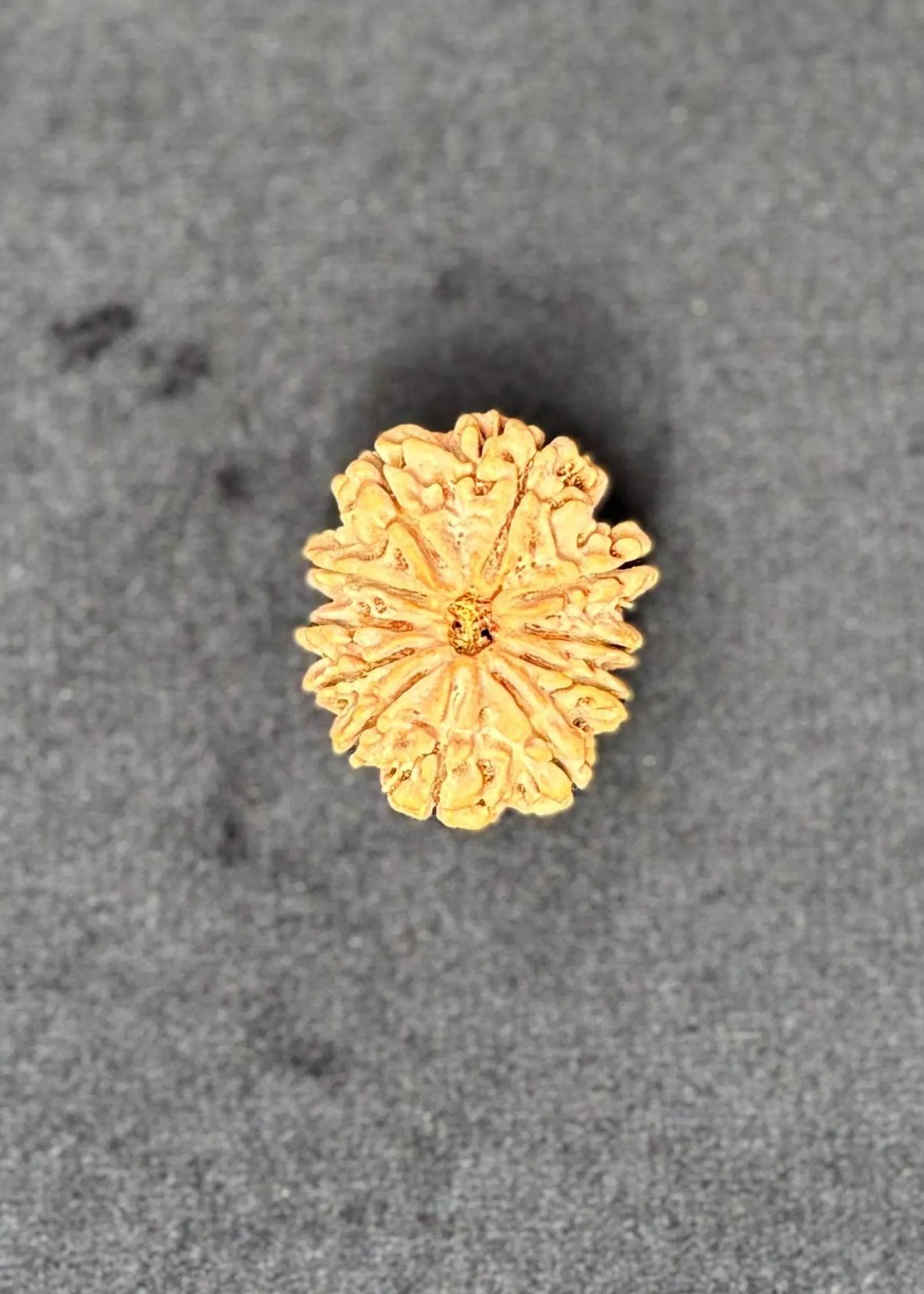 11 Mukhi Rudraksha