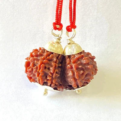 Natural Gaurishankar Rudraksha (Nepal Origin - Collector Size)