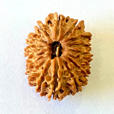 Natural 16 Mukhi/Face Rudraksha (Nepal Origin- 28.50 MM)