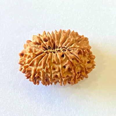 Natural 16 Mukhi/Face Rudraksha (Nepal Origin- 28.50 MM)