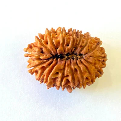 17 Mukhi/Face Rudraksha (Nepal Origin- 26.19 MM)