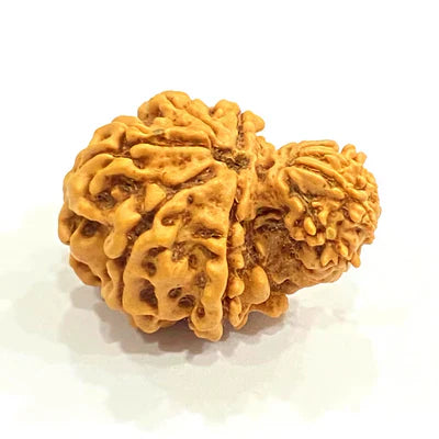 Natural Garbh Gauri Rudraksha (Nepal Origin)