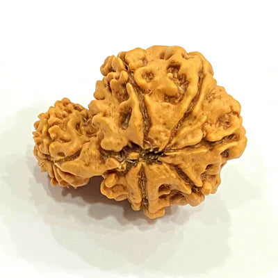 Natural Garbh Gauri Rudraksha (Nepal Origin)