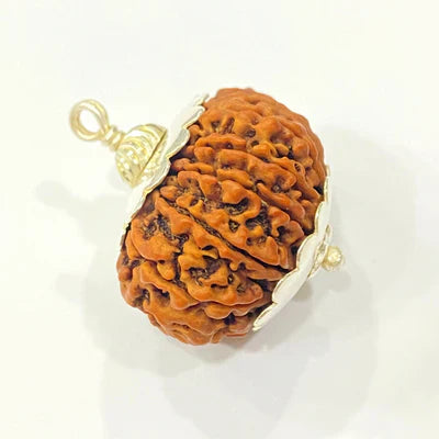 Natural 13 Mukhi/Face Rudraksha (Nepal Origin -Super Collector size)