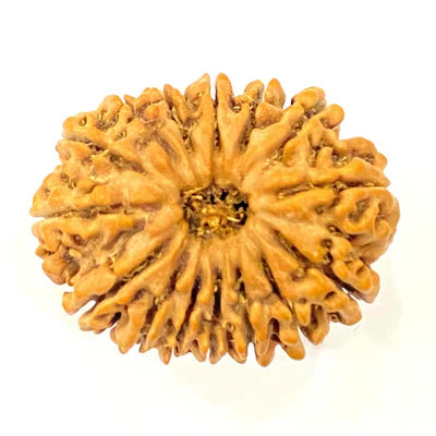 Natural 15 Mukhi Rudraksha (Nepal Origin- 30 mm apx)