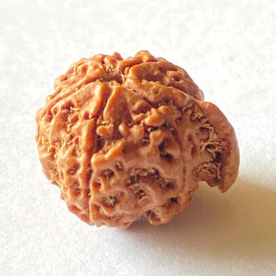 Natural Ganesh Mukhi Rudraksha